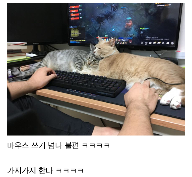 게임만 하면 방해하는 냥이들 | 인스티즈