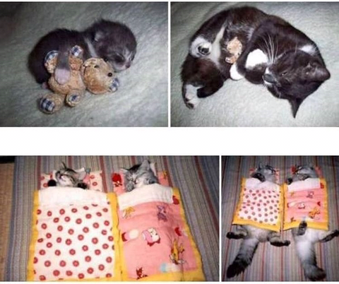 고양이 확대범.jpg | 인스티즈