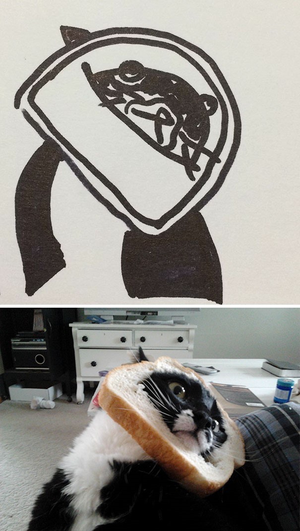 이렇게 생긴 고양이가 어디있어 | 인스티즈