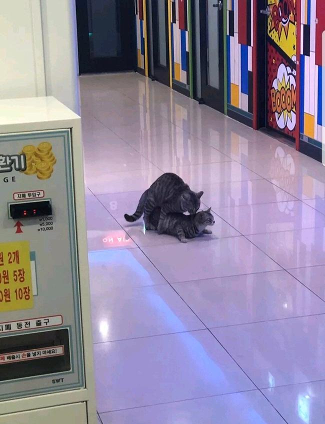 코인노래방에서 성관계하는 커플 | 인스티즈