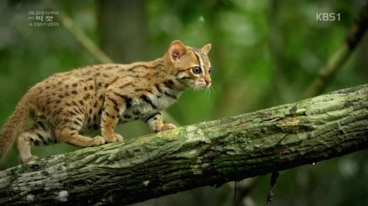 세상에서 가장 작은 고양이.jpgif | 인스티즈