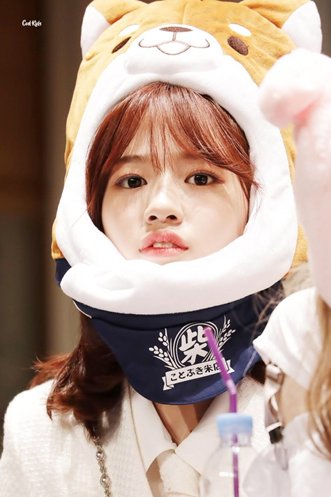 아이즈원) 시바유댕&amp;시바쌈무 | 인스티즈