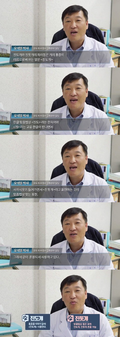 진돗개의 몇가지 사실 | 인스티즈