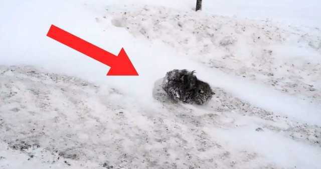 동사 위기에서 구조된 고양이 | 인스티즈