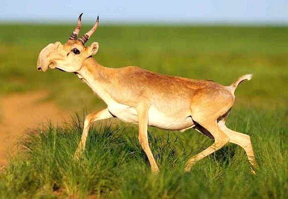 몽골에 사는 사이가 영양.jpg | 인스티즈