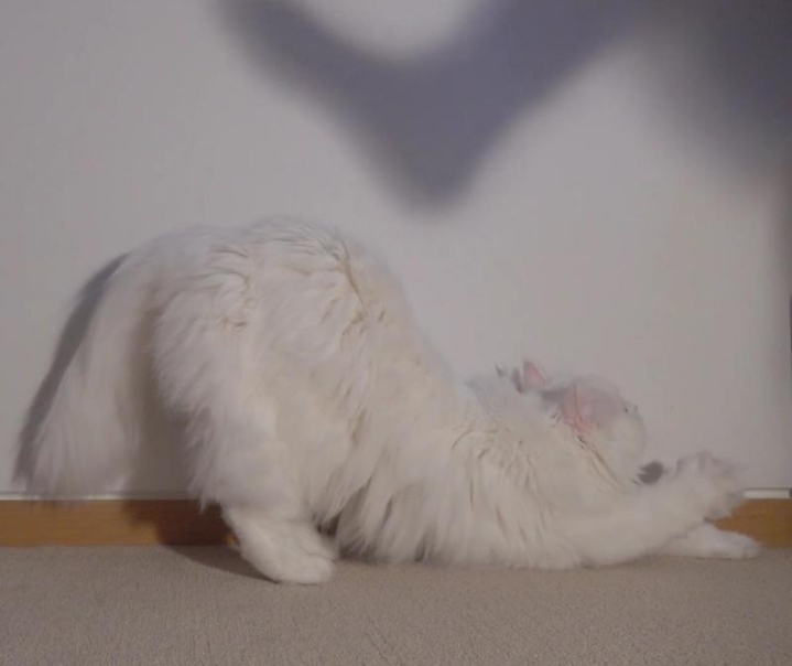 고양이들은 발을 좋아할까? | 인스티즈