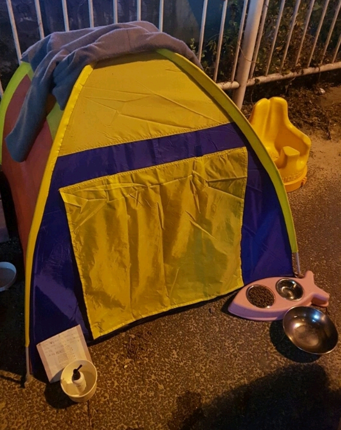 사람들이 버려진 텐트 안에 고양이를 넣어 놨다.jpg | 인스티즈