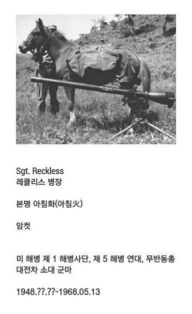 6.25전쟁때 활약한 군마 | 인스티즈
