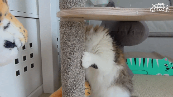 인형보고 쫄아버린 고양이.gif | 인스티즈