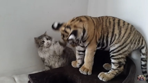 귀여운 고양이들 | 인스티즈