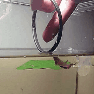 조련당하는 물고기.gif | 인스티즈