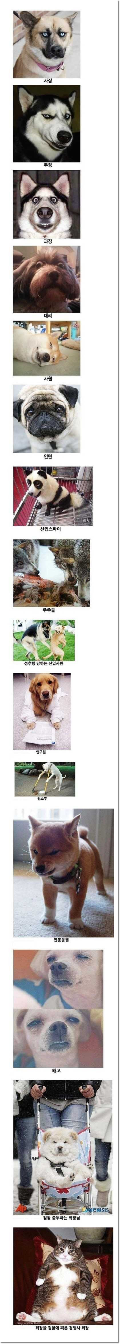 흔한 회사 조직도 | 인스티즈