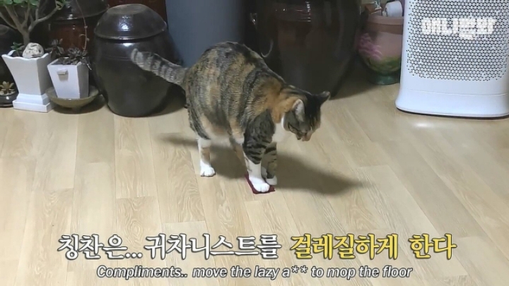 깜짝.....걸레질을 하는 고양이가 있다....?.....JPGIF | 인스티즈