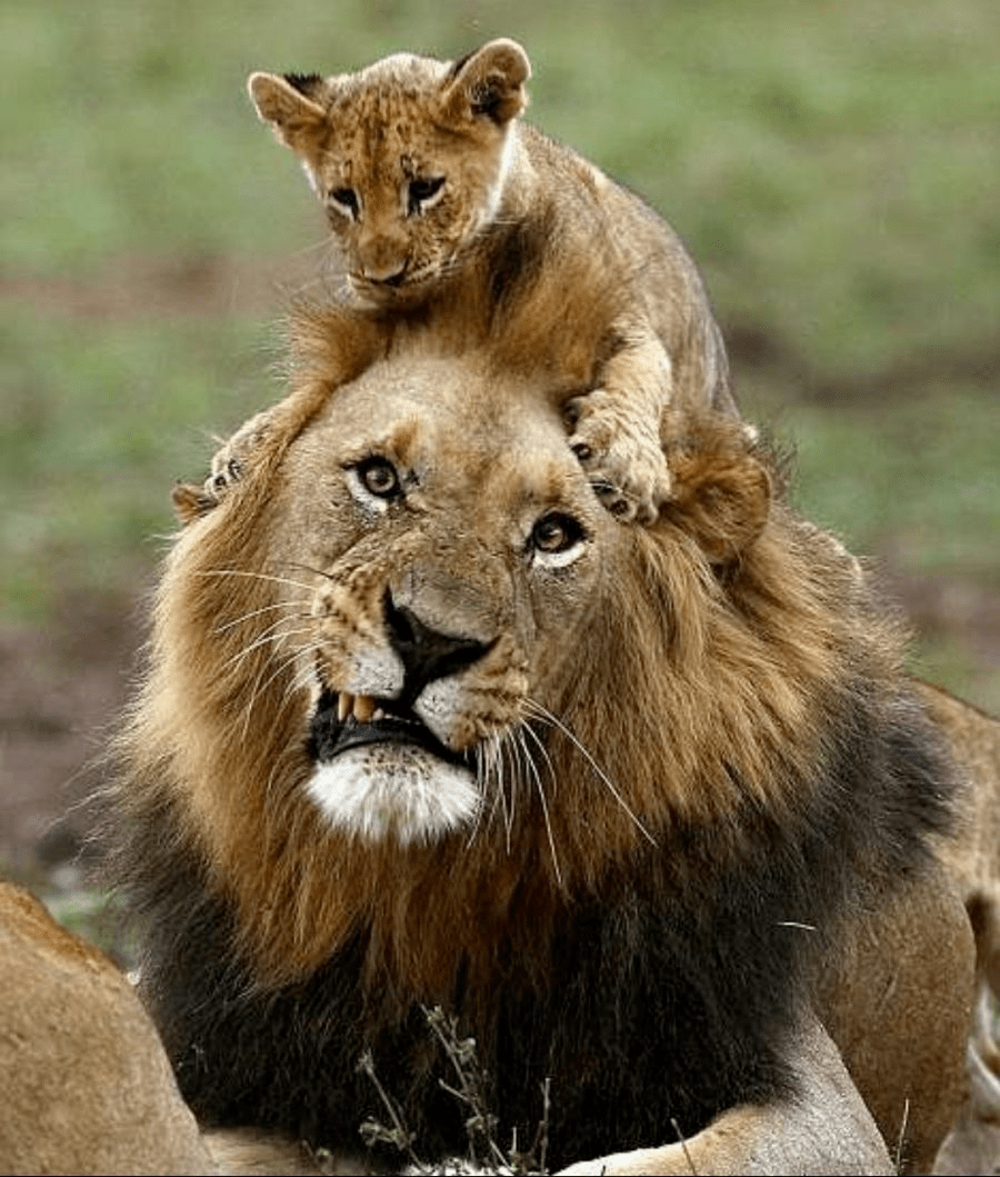 내 아들이 죽지 않고 살아있는 건 귀엽기 때문 | 인스티즈