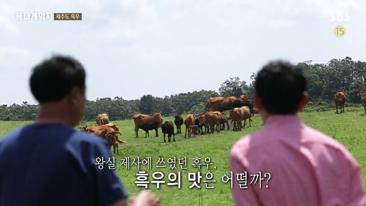 일본이 수탈해간 우리의 흑우.jpg | 인스티즈