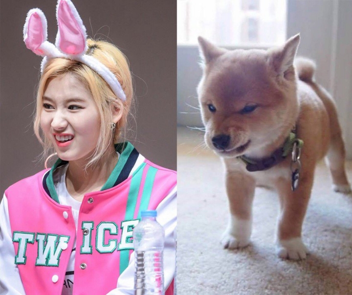 시바견을 좋아하는 정연이 | 인스티즈