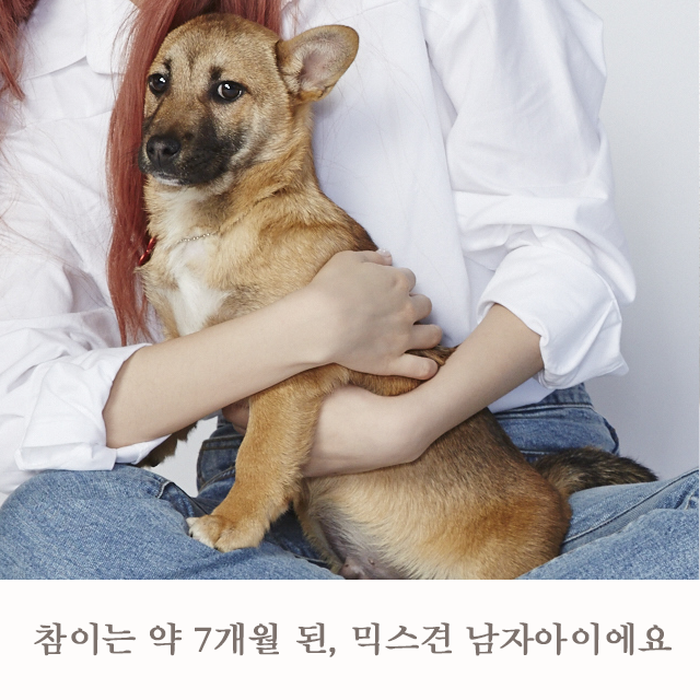 아이즈원 김채원&amp;유기견 참이 | 인스티즈