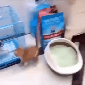 냥아치의 최후 gif | 인스티즈