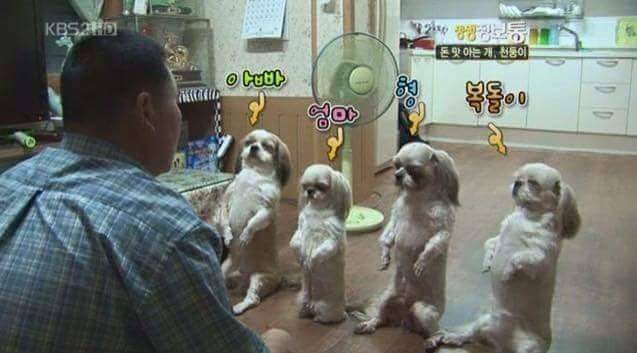 돈 훔쳐서 벌 받는 강아지들 | 인스티즈