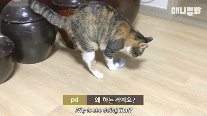 깜짝.....걸레질을 하는 고양이가 있다....?.....JPGIF | 인스티즈