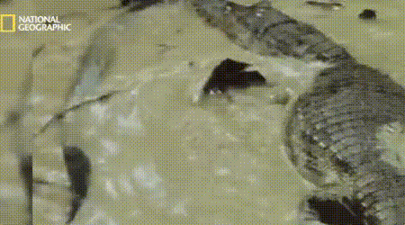 전기뱀장어에 당한 악어 | 인스티즈