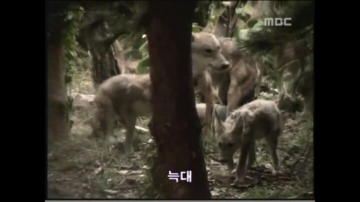 북한 개마고원에 살고 있는 동물들 | 인스티즈