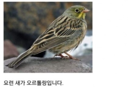 신이 모르게 몰래 먹는 프랑스 요리 '오르톨랑' | 인스티즈