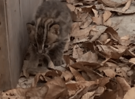 고양이를 길러야 하는 이유 | 인스티즈