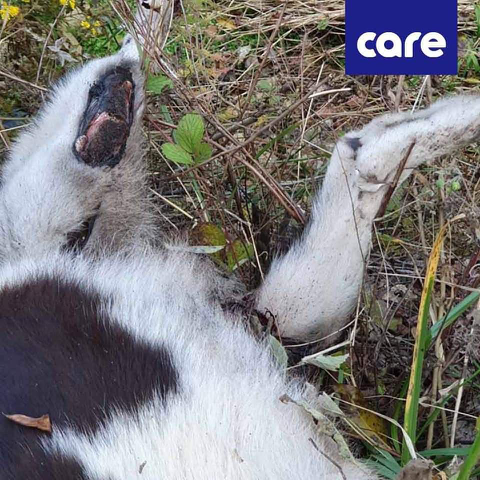 혐주의] 11월 4일 금산에서 아스팔트에 갈려 처참하게 학대와 살해당한 강아지 | 인스티즈