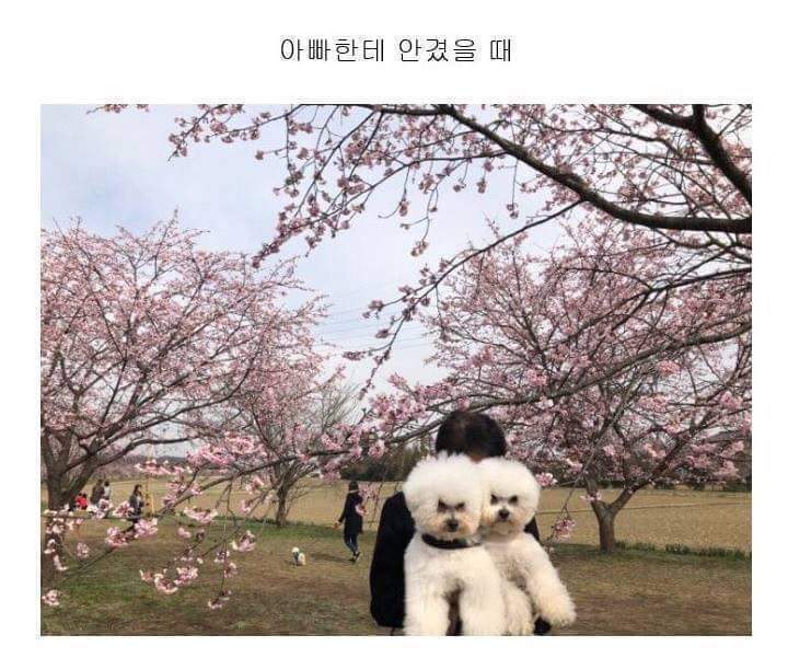 엄마와 아빠가 댕댕이 안을때 표정차이 | 인스티즈