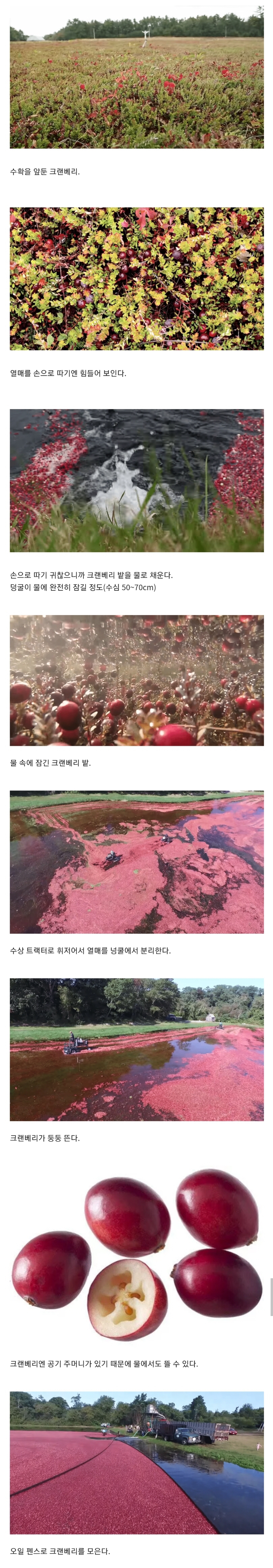 매우 만족스러운 크랜베리 수확 과정.jpg | 인스티즈