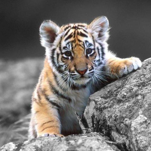 귀여운 고양이 사진 모음 | 인스티즈