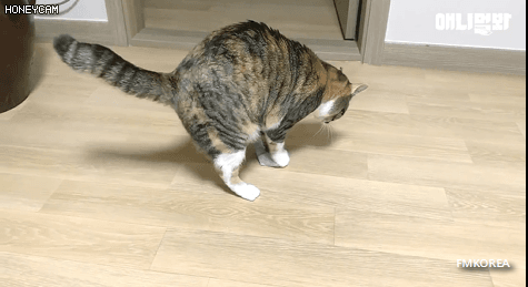 깜짝.....걸레질을 하는 고양이가 있다....?.....JPGIF | 인스티즈