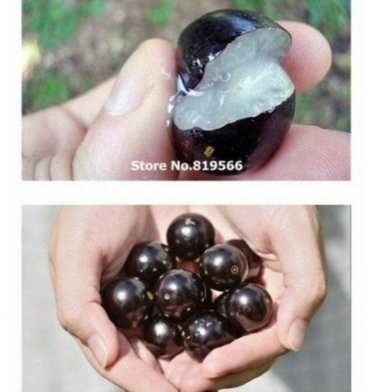 브라질에서 나는 신기한 열매.jpg | 인스티즈