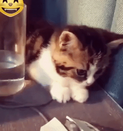 친근함을 표시하는 고양이과 동물 특유의 행동...JPG | 인스티즈