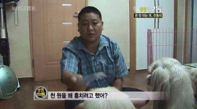돈 훔쳐서 벌 받는 강아지들 | 인스티즈