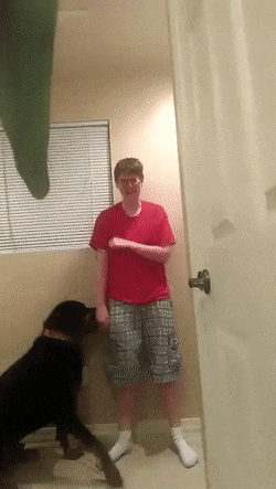 자해를 말리는 댕댕이들..gif | 인스티즈