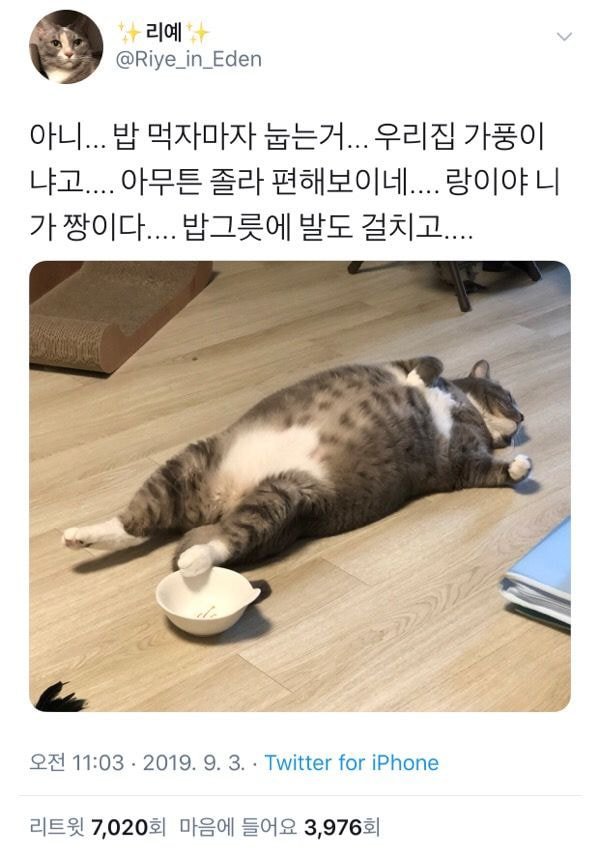 식사에 만족했음을 온몸으로 표현하는 고양이....jpg | 인스티즈
