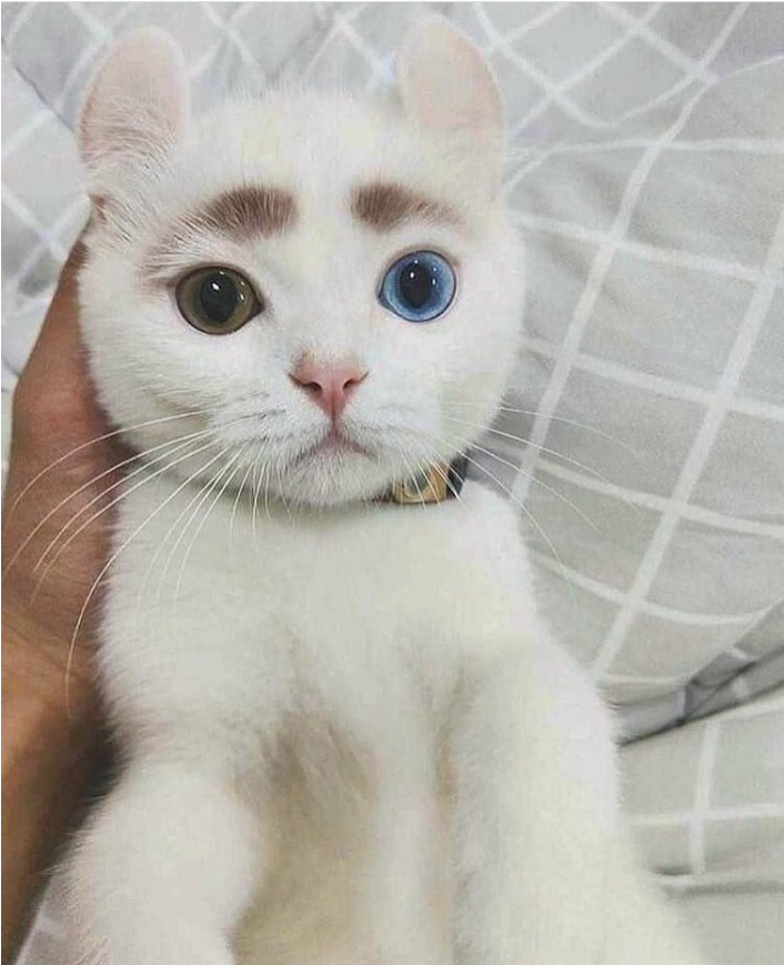 눈이 예쁜 냥이.jpg | 인스티즈