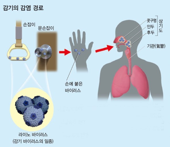 감기의 감염경로.jpg | 인스티즈