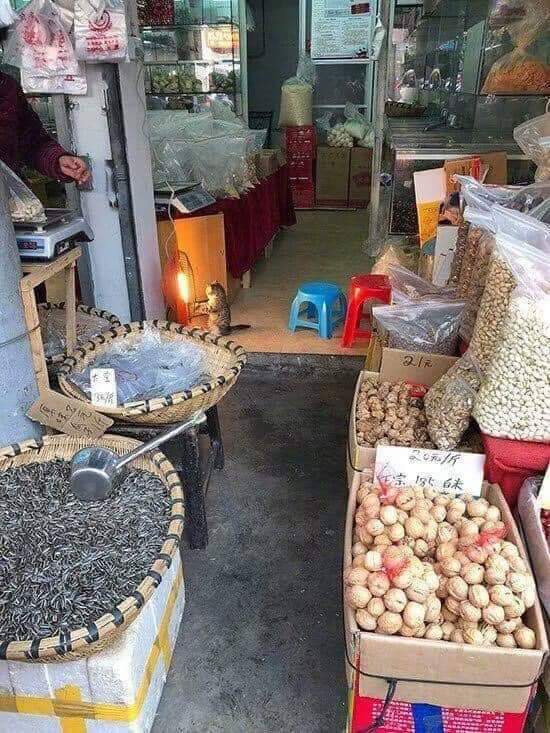 귀여운 고양이들 | 인스티즈