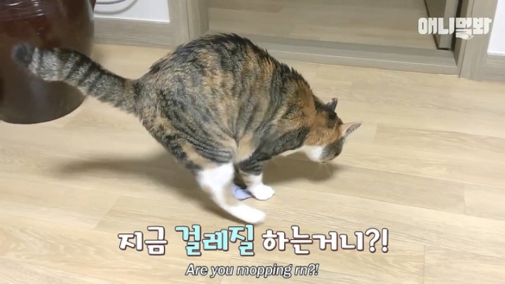 깜짝.....걸레질을 하는 고양이가 있다....?.....JPGIF | 인스티즈