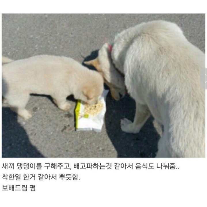 도움이 필요했던 댕댕이 | 인스티즈
