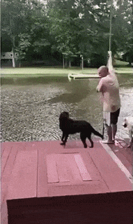 주인이 물에 빠진걸 본 댕댕이들.gif | 인스티즈