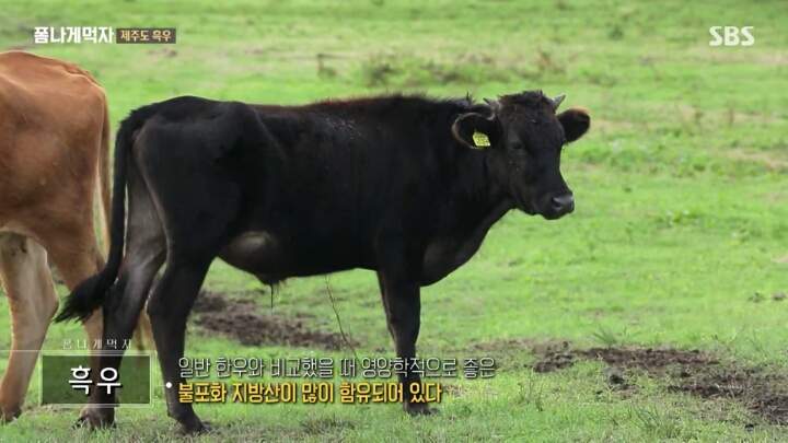 일본이 수탈해간 우리의 흑우.jpg | 인스티즈