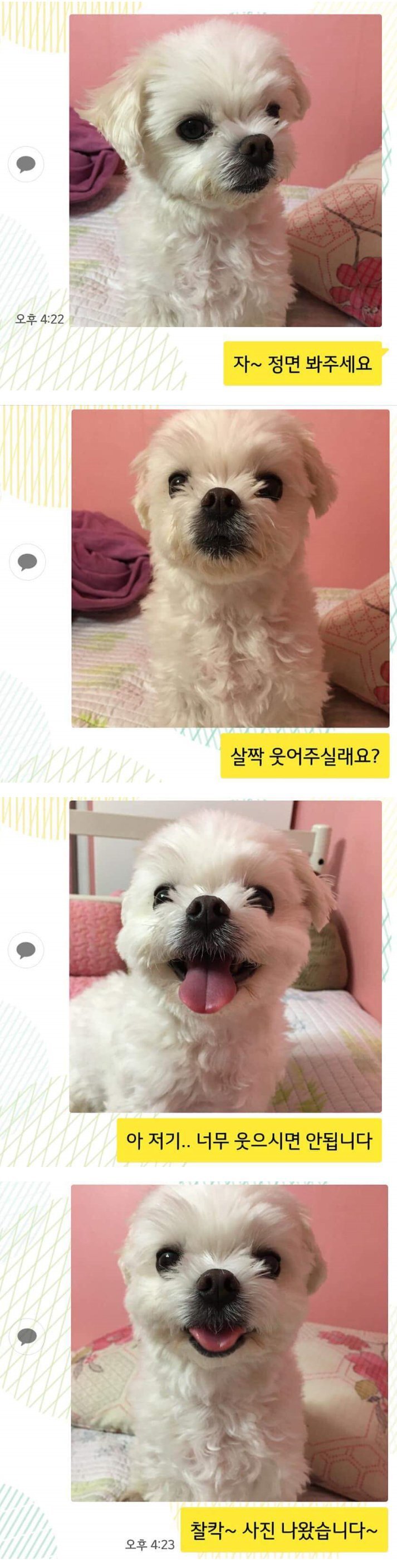 사진 찍는 댕댕이 | 인스티즈