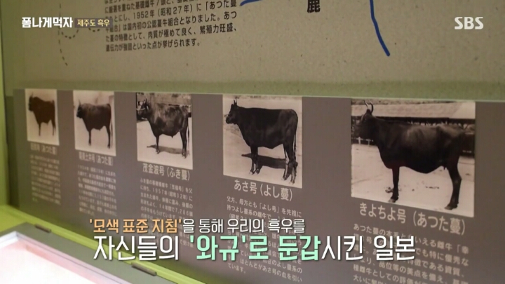 일본이 수탈해간 우리의 흑우.jpg | 인스티즈