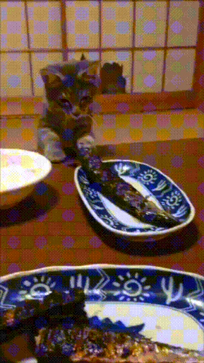 생선이 먹고싶은 냥이.GIF | 인스티즈