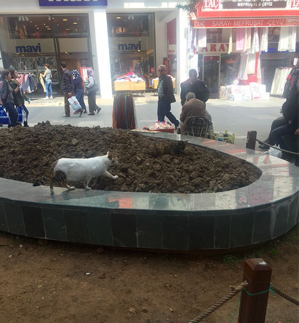 각 사진에는 고양이가 2마리씩 있다 | 인스티즈