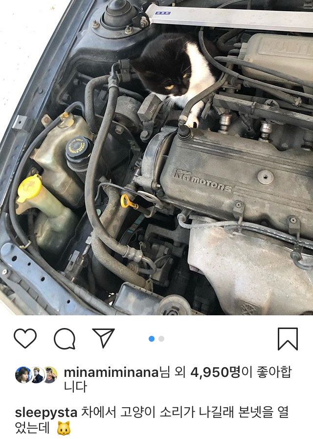 차에서 냥이 나온 슬리피 | 인스티즈
